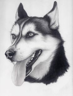 235x307 Siberian Husky - Siberian Husky Sketch