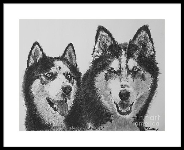 600x489 Siberian Husky Dogs Sketched In Charcoal Framed Print By Kate Sumners - Siberian Husky Sketch