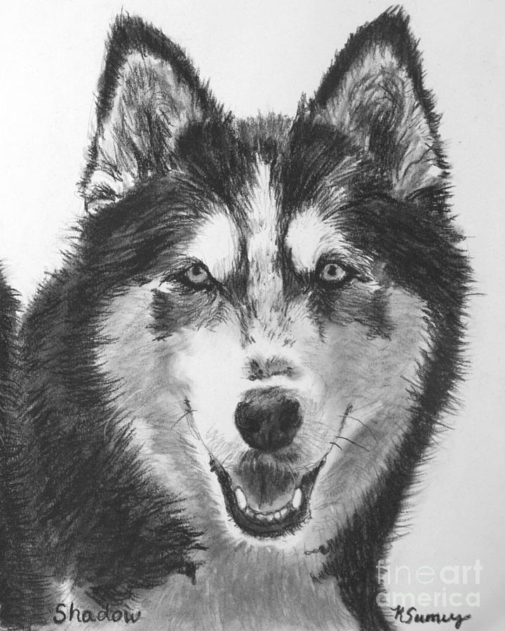 720x900 Siberian Husky Drawing Drawing By Kate Sumners - Siberian Husky Sketch
