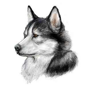 300x300 Siberian Husky Portrait By Solarith - Siberian Husky Sketch