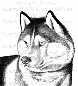 300x333 Siberian Husky Sketch By Carolyn Mcfann - Siberian Husky Sketch
