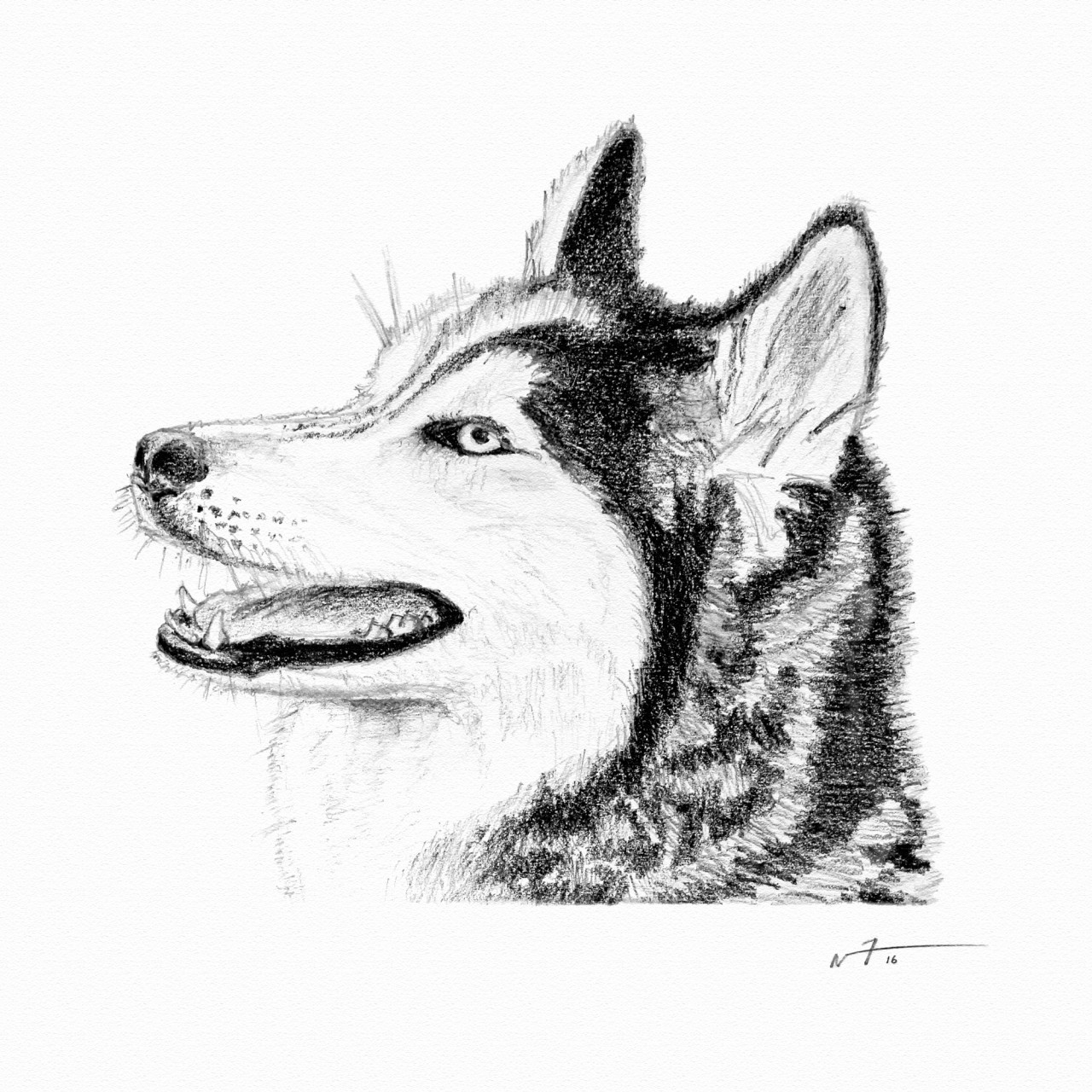 1280x1280 Siberian Husky Sketch By Dargothehusky - Siberian Husky Sketch