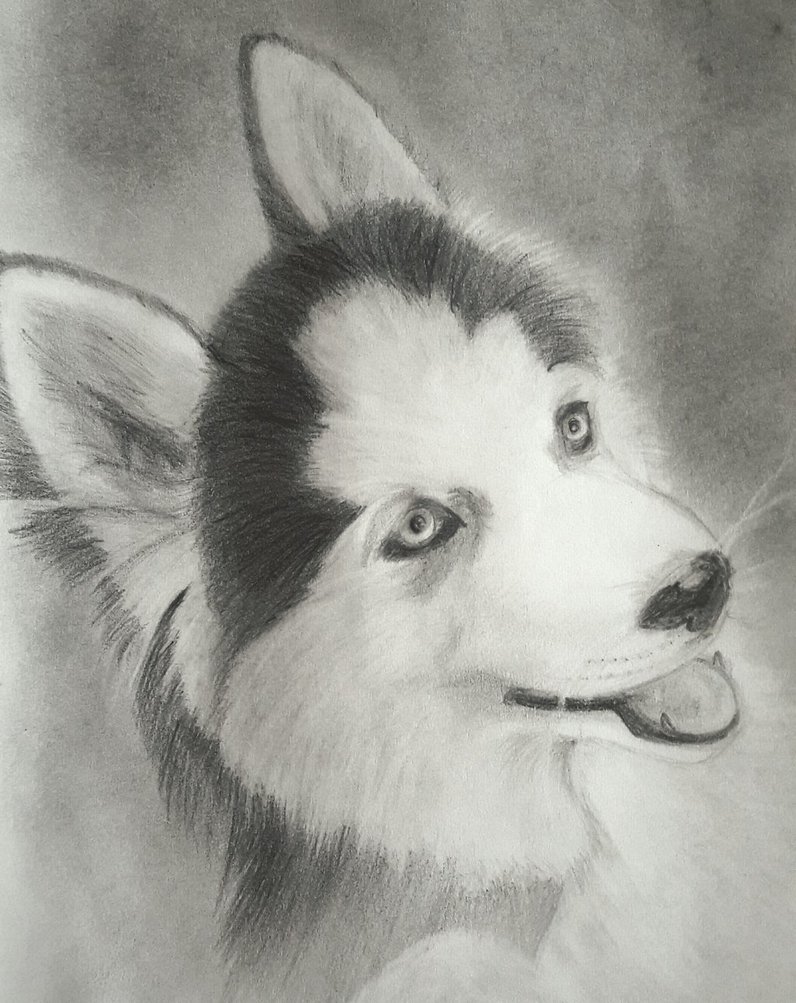 Siberian Husky Sketch at PaintingValley.com | Explore collection of ...