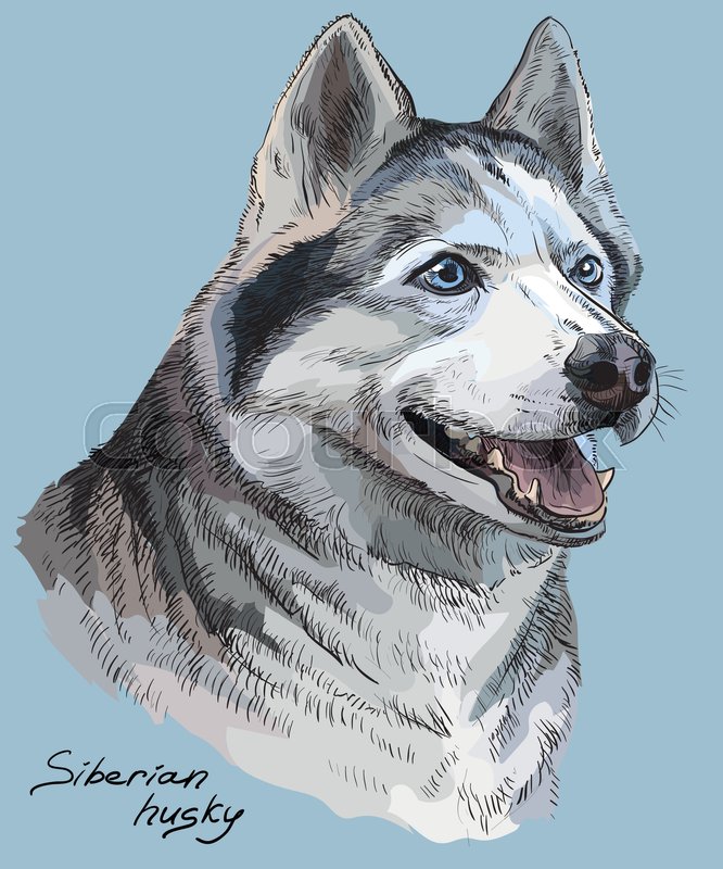 666x800 Vector Colored Portrait Of Siberian Husky Hand Drawing - Siberian Husky Sketch