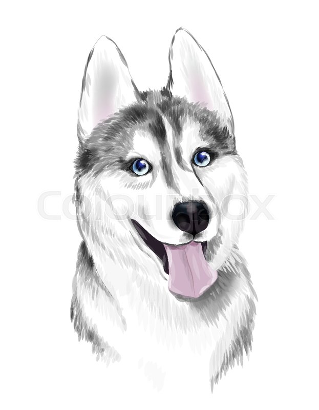 623x800 White And Gray Adult Siberian Husky Dog Or Sibirsky Husky With - Siberian Husky Sketch