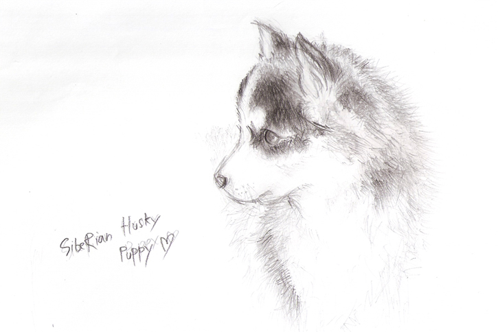 725x484 Siberian Husky By Idhebohlam - Siberian Husky Sketch