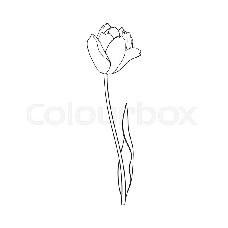 800x800 Hand Drawn Of Side View Black And White Open Tulip Flower, Sketch - Side Sketch