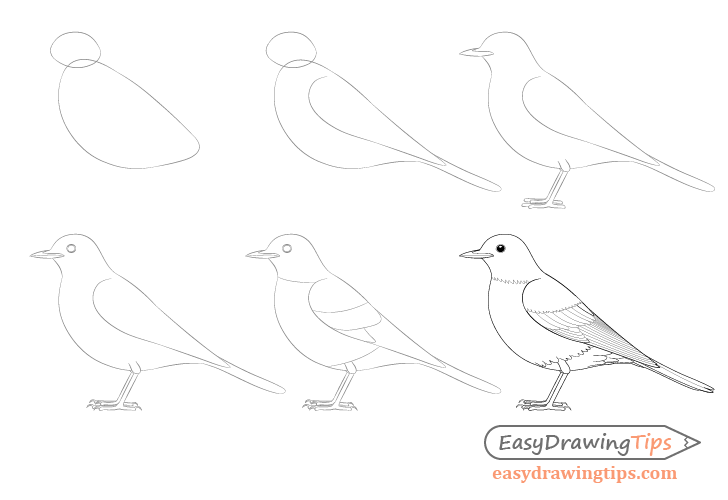 728x500 How To Draw A Bird Step By Step Side View - Side View Sketch
