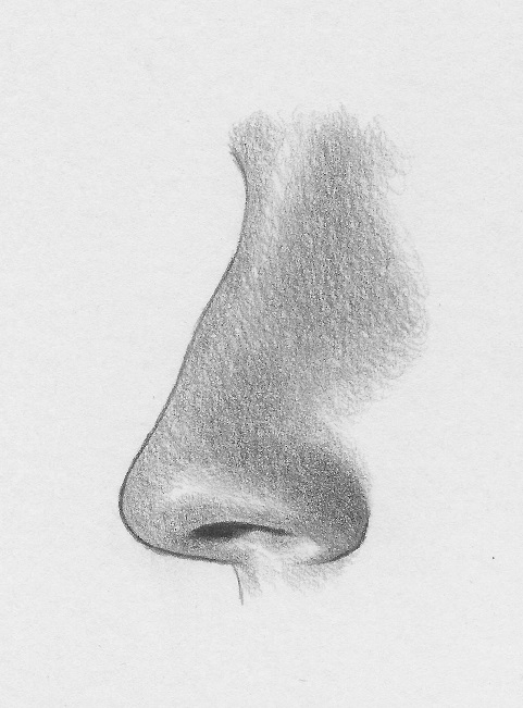 481x651 How To Draw A Nose From The Side 6 Steps Rapidfireart - Side View Sketch