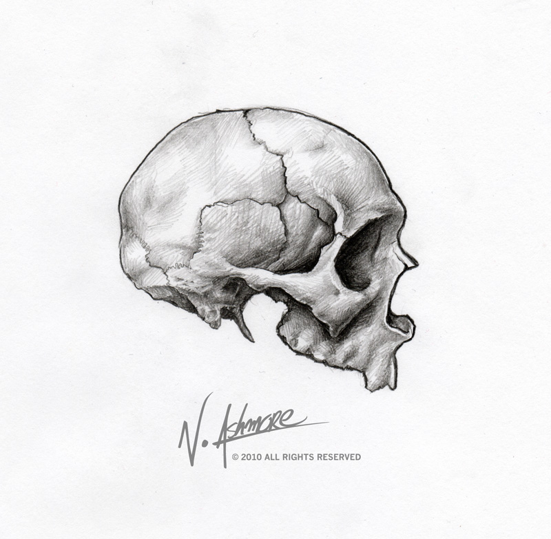 800x783 Skull Sketch Side View Ashmorearts - Side View Sketch