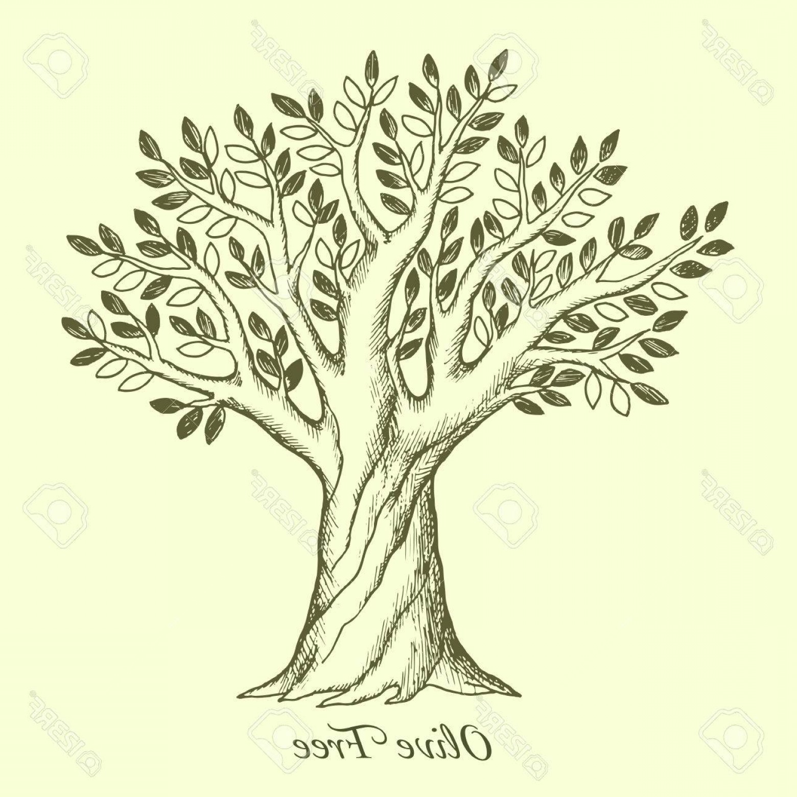 1560x1560 Photostock Vector Olive Tree Silhouette Sketch Wood Vector - Silhouette Sketch