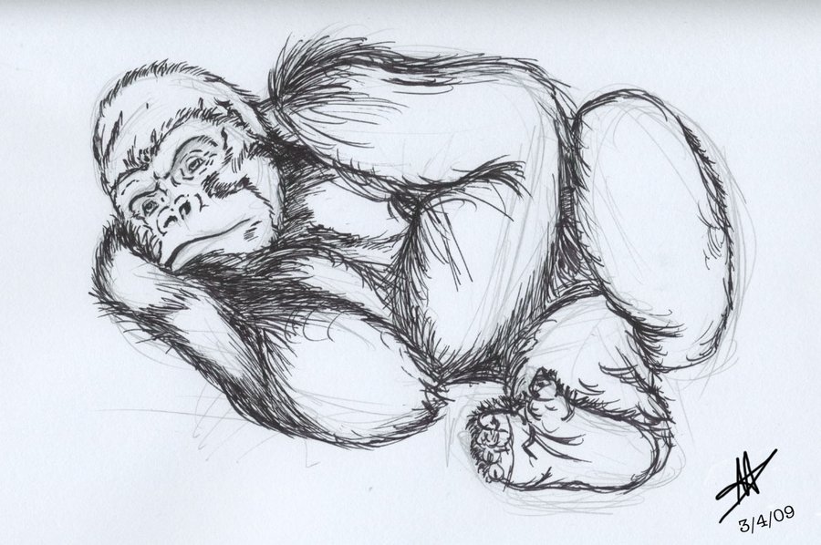 900x598 Gorilla Sketch By Disneyfan 01 - Silverback Gorilla Sketch