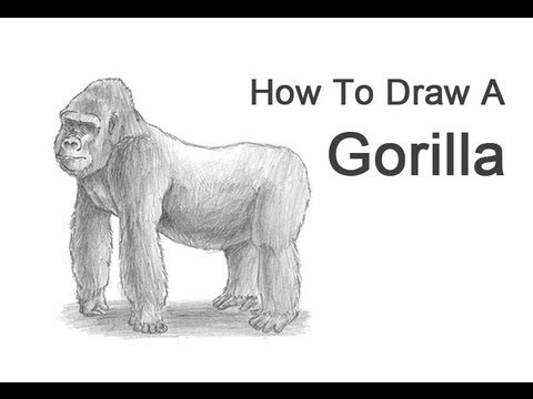 480x360 How To Draw A Gorilla - Silverback Gorilla Sketch