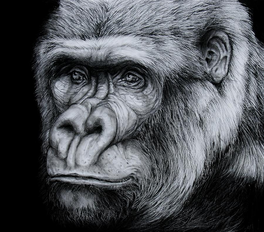 900x791 Silverback - Silverback Gorilla Sketch