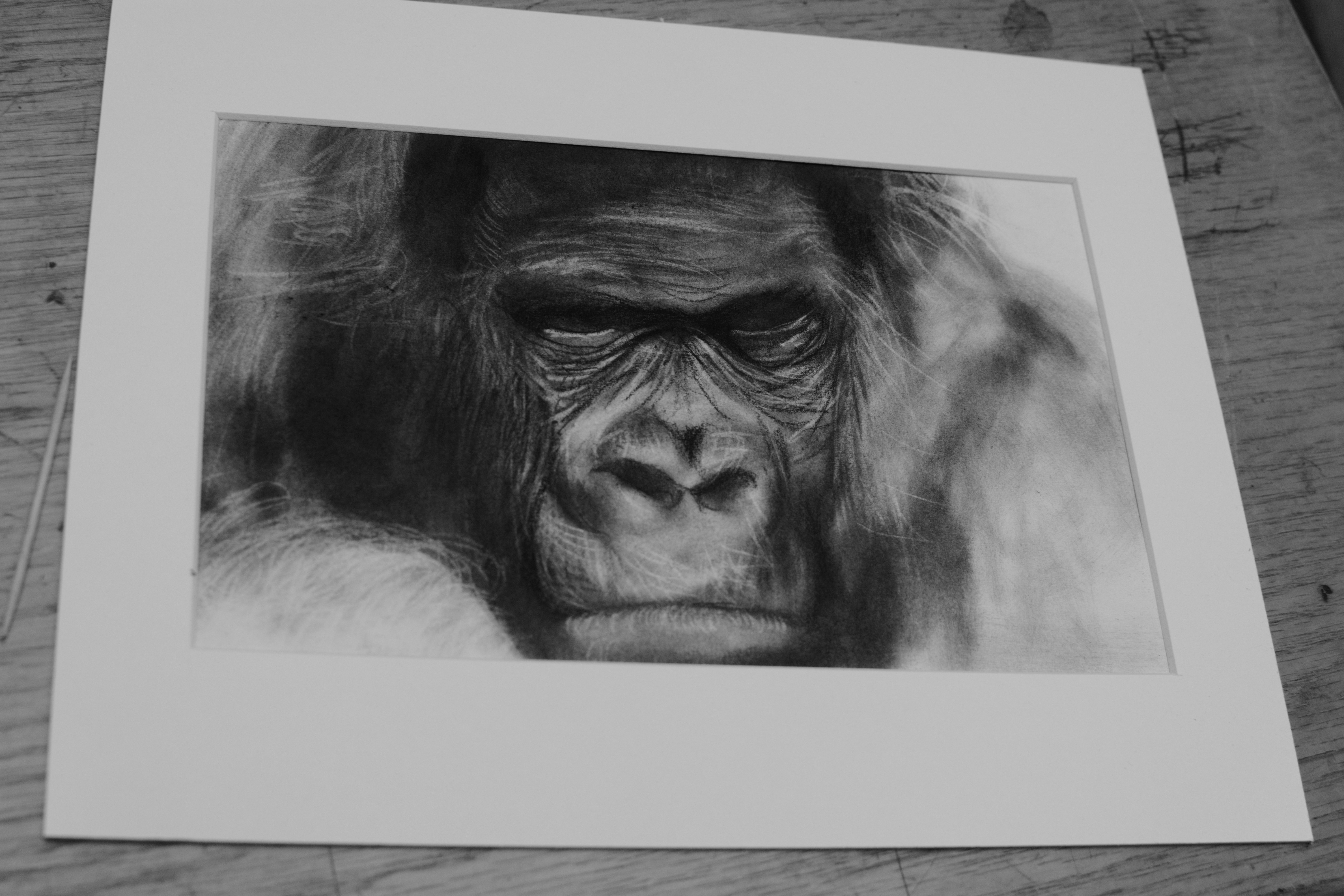 6000x4000 Silverback Gorilla Carbon Pencil Sketch - Silverback Gorilla Sketch