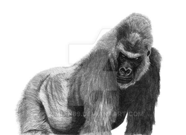 600x436 Silverback Gorilla By Zimian69 - Silverback Gorilla Sketch