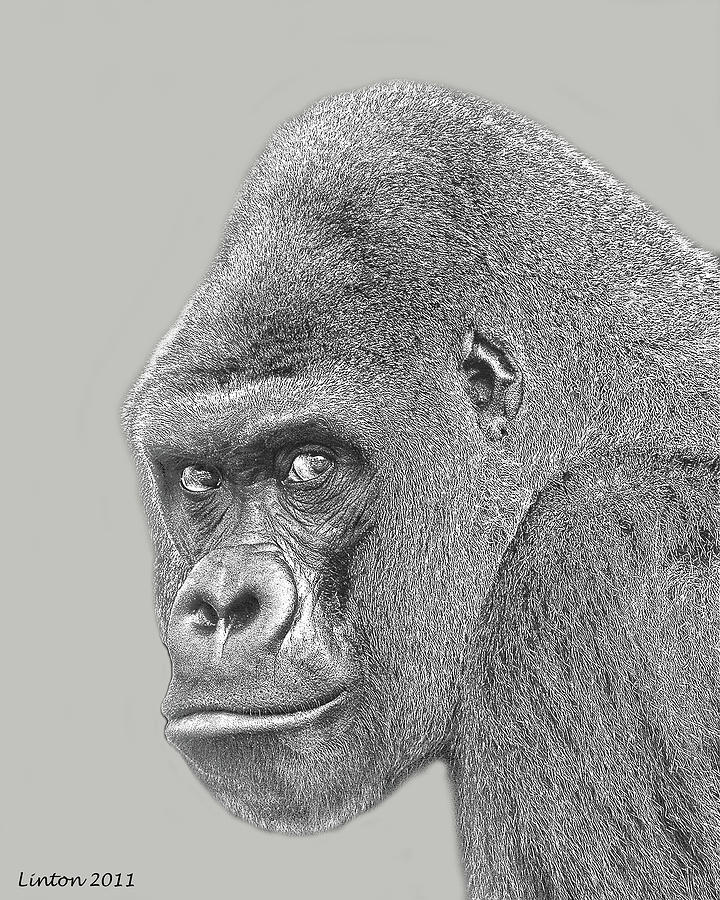 720x900 Silverback Portrait Digital Art By Larry Linton - Silverback Gorilla Sketch