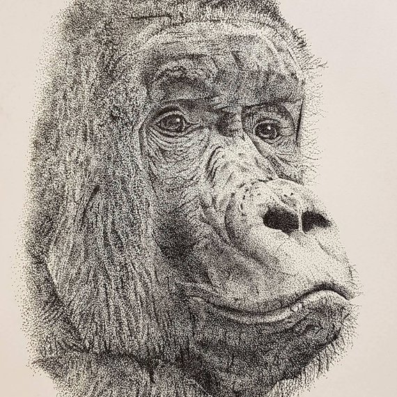 570x570 Silverback Gorilla Print - Silverback Gorilla Sketch