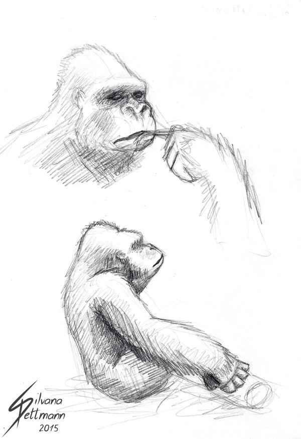600x875 Silverback Gorilla Sketch By Dragunalb - Silverback Gorilla Sketch