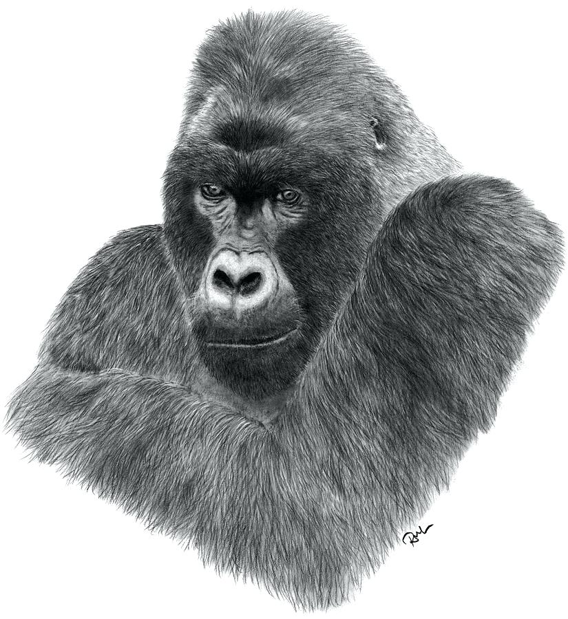 825x900 Gorilla Drawings Downvote - Silverback Gorilla Sketch