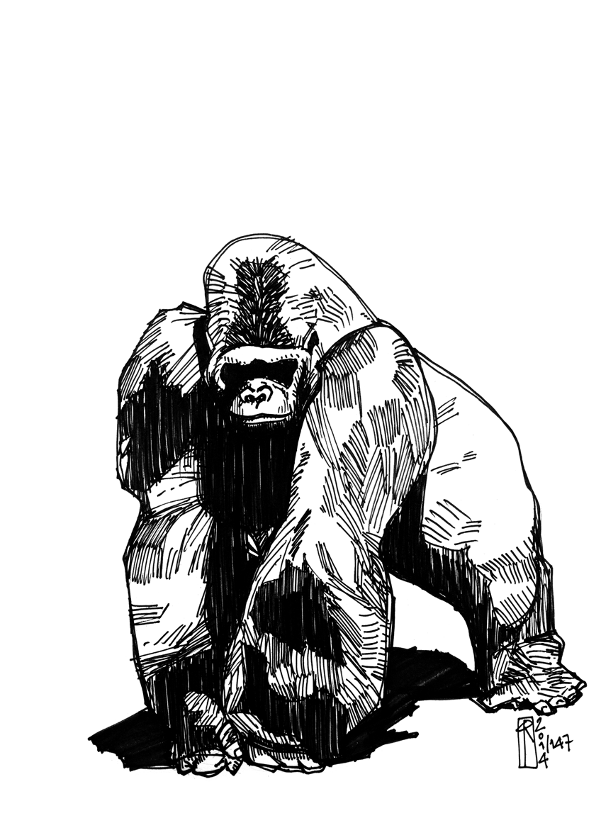 848x1161 Silverback Gorilla Tattoos - Silverback Gorilla Sketch