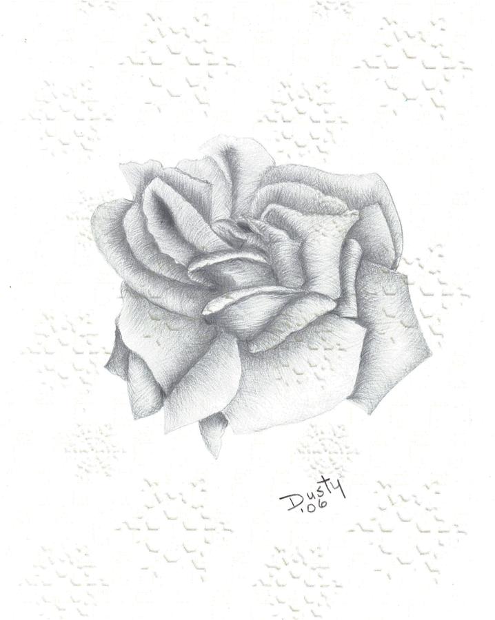 718x900 Silver Mist Rose Drawing By Dusty Reed - Silvermist Sketch