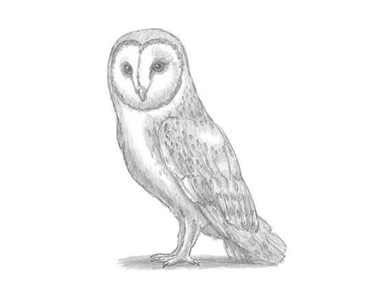 550x425 How To Draw A Barn Owl - Simple Barn Sketch