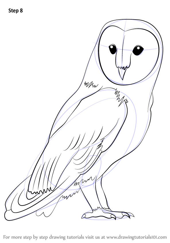 592x844 Learn How To Draw A Barn Owl (Birds) Step By Step Drawing Tutorials - Simple Barn Sketch