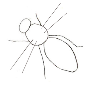 300x295 How To Draw A Honey Bee - Simple Bee Sketch
