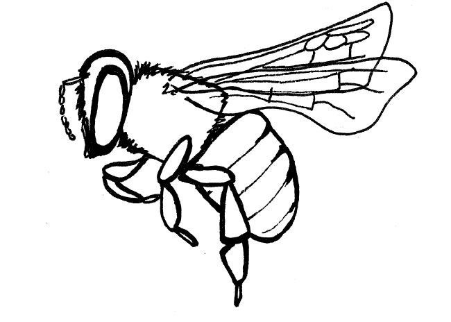 650x464 Simple Insect And Flower Line Drawings Embroidery Beginnings - Simple Bee Sketch
