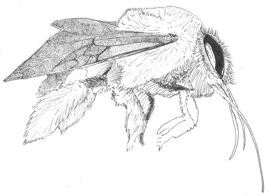 869x629 Bee. Nature. Drawings. Pictures. Drawings Ideas For Kids. Easy And - Simple Bee Sketch