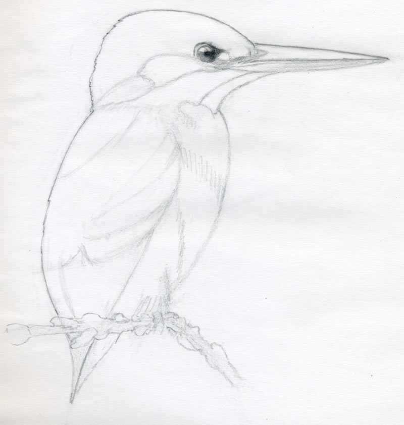 800x842 How To Draw A Bird And What You Need To Know - Simple Bird Sketch