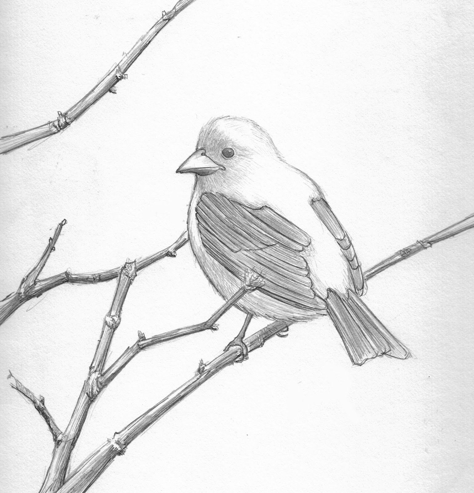 1539x1600 Simple Pencil Drawings Of Birds Pencil Drawings Of Birds Simple - Simple Bird Sketch
