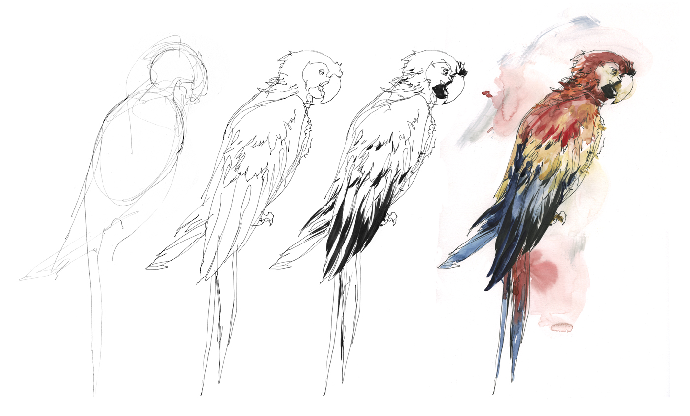 1400x844 Sketching Birds From Life Video Demonstration Citizen Sketcher - Simple Bird Sketch