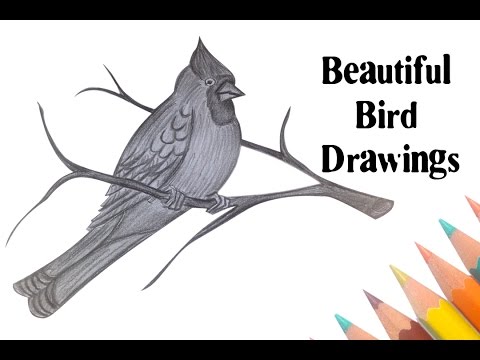 480x360 Beautiful Bird Drawings - Simple Bird Sketch