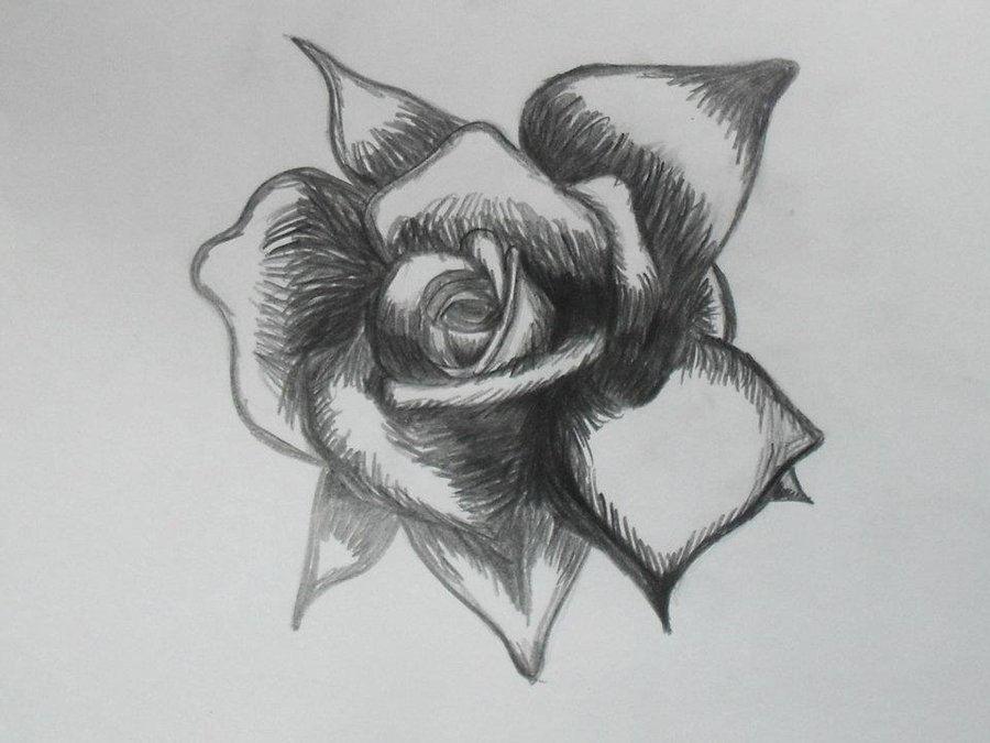 900x675 Drawn Rose Black And White - Simple Black And White Sketches