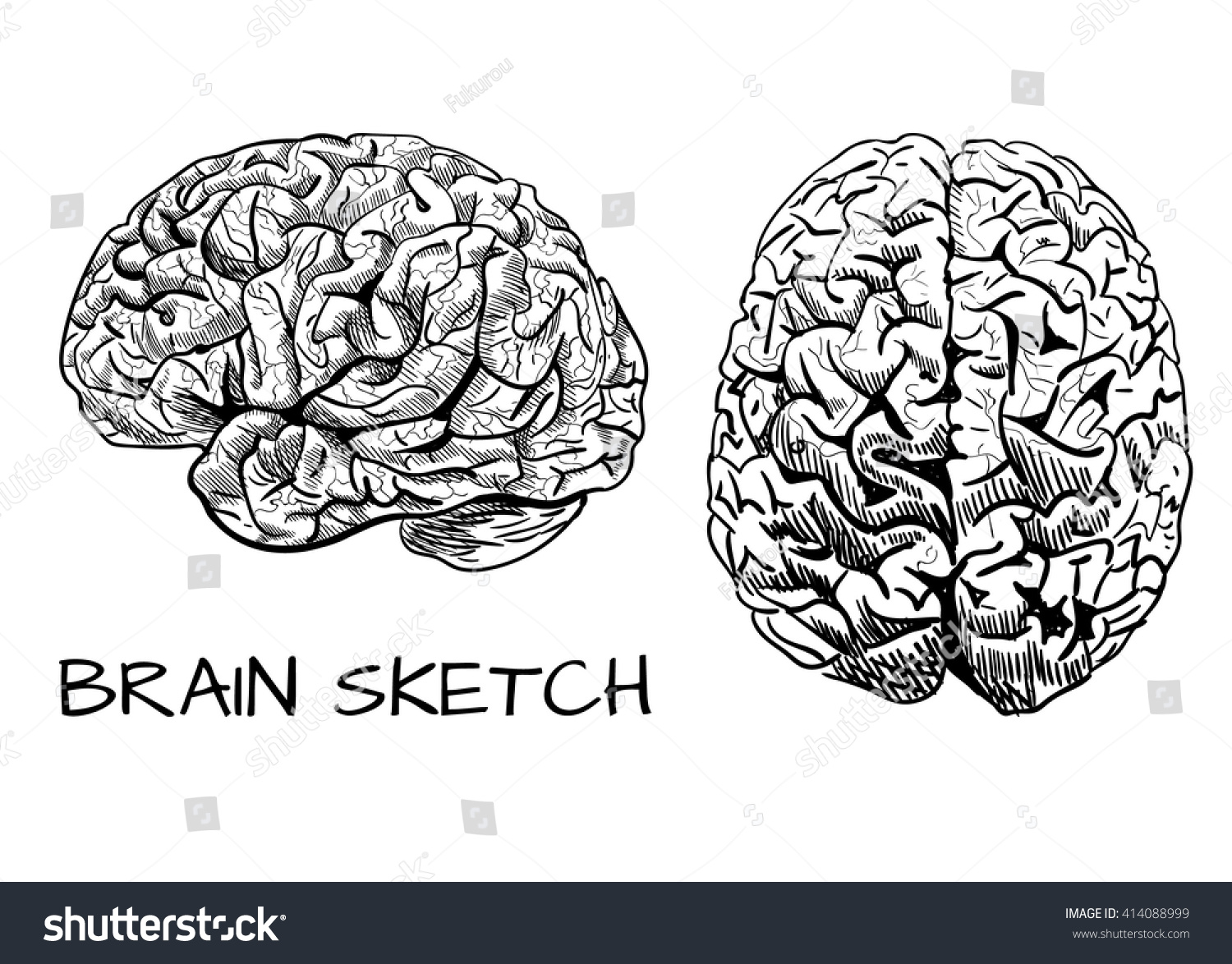 1500x1174 Drawn Brain Line Drawing 3265556 - Simple Brain Sketch