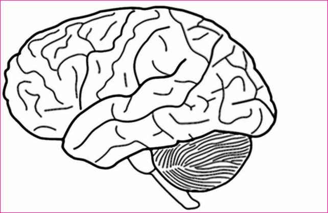 642x418 Gallery Easy Drawing Of The Brain, - Simple Brain Sketch