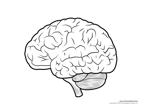 600x465 Human Brain Diagram - Simple Brain Sketch