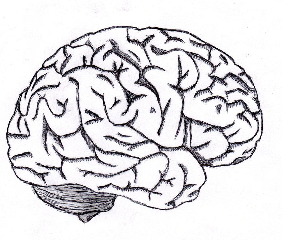968x825 Simple Brain Sketch Brain Sketchneverenderdesign - Simple Brain Sketch