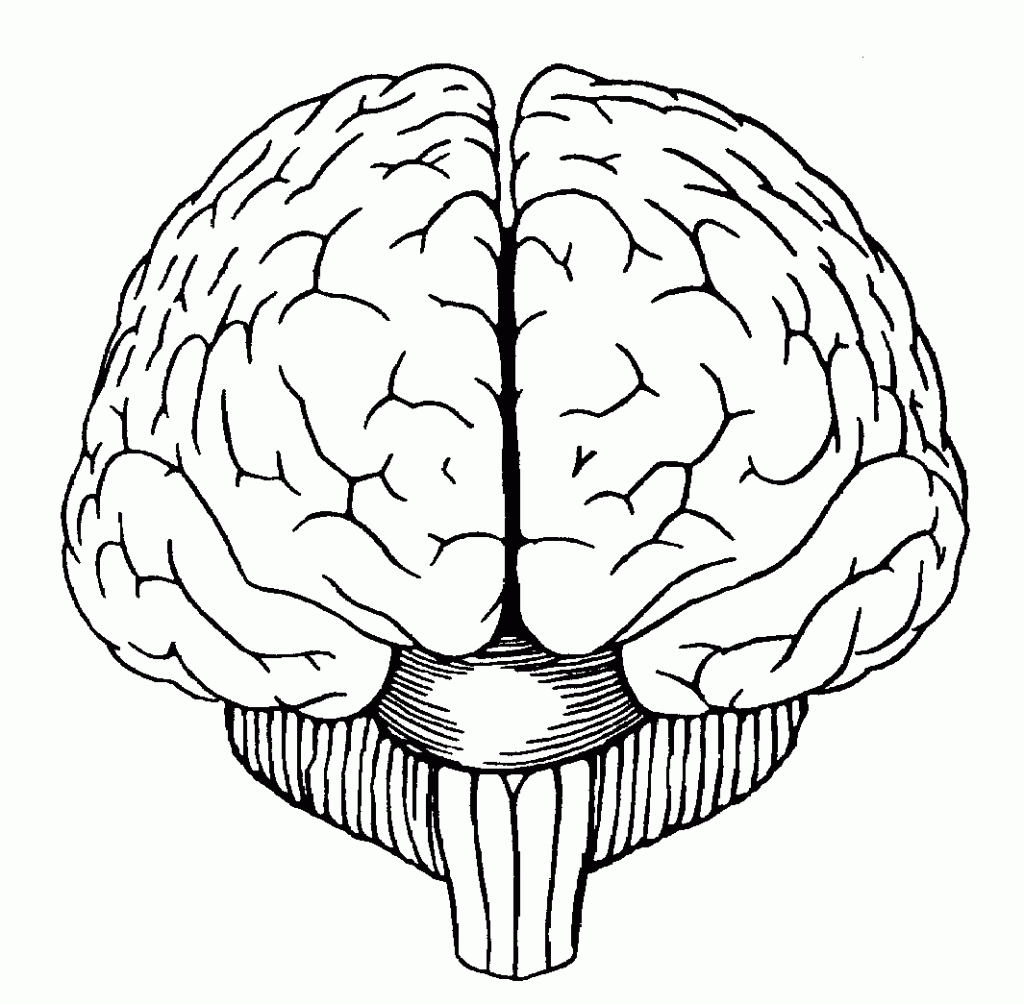 Simple Brain Sketch at Explore collection of
