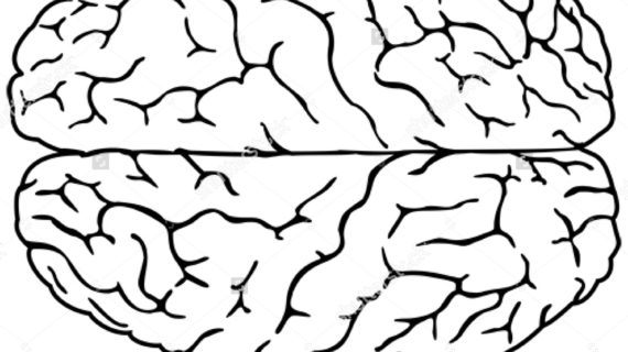 570x320 Simple Drawing Of A Brain How To Draw A Brain - Simple Brain Sketch
