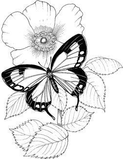 252x325 Collection Of Simple Butterfly On A Flower Drawing High - Simple Butterfly Sketch