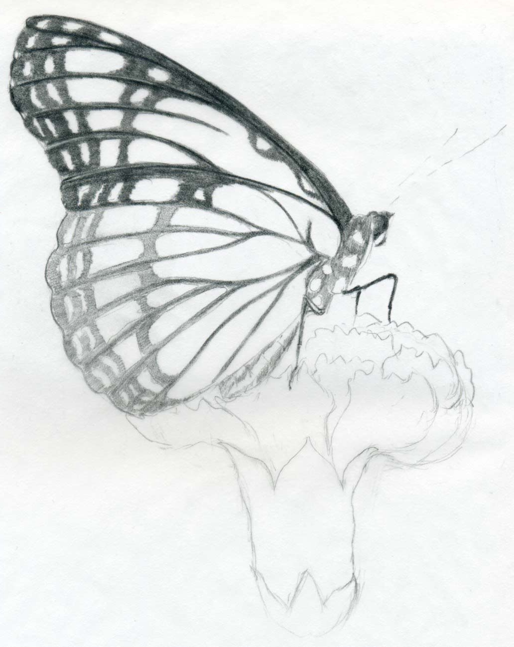 Simple Butterfly Sketch at PaintingValley.com | Explore collection of