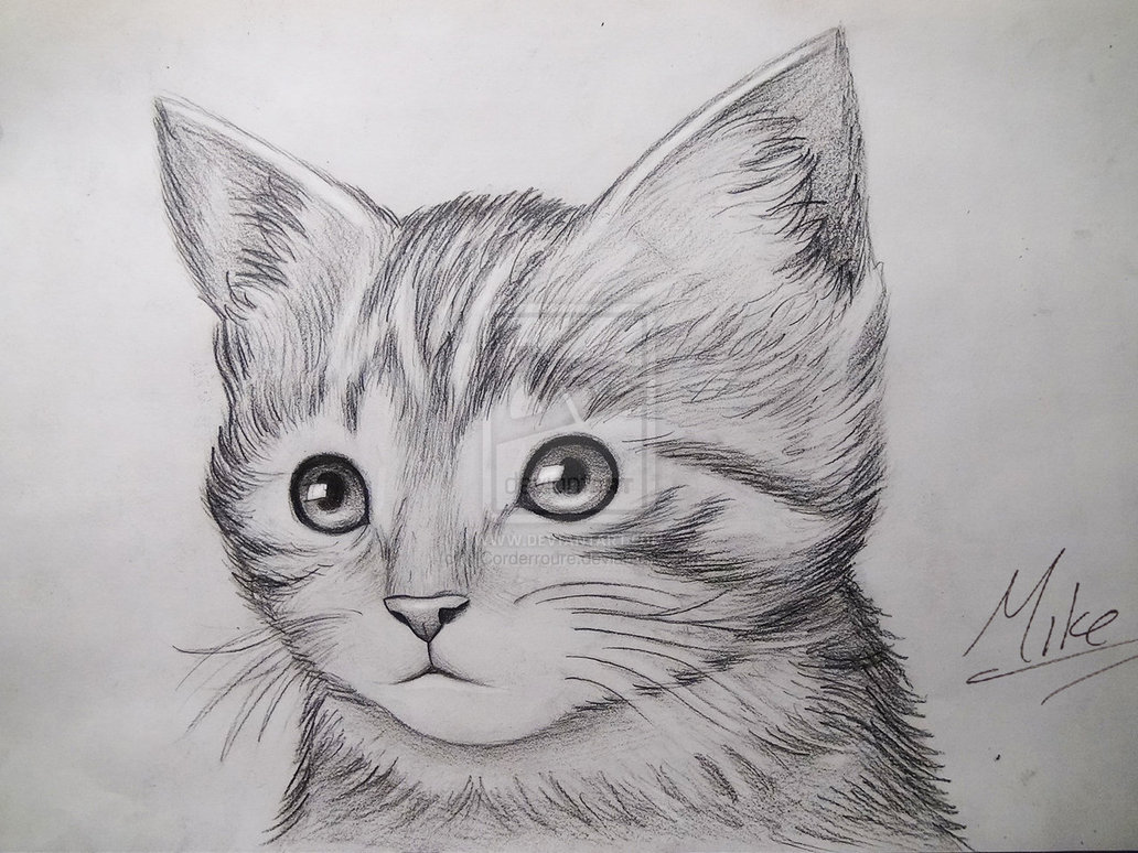 Simple Cat Face Sketch At Paintingvalley Com Explore Collection