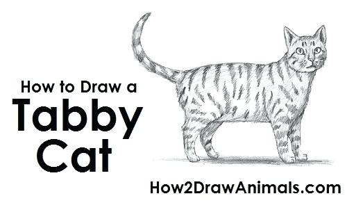 500x315 Cat Drawing Step By Step Image Titled Draw A Cat Step 6 Simple Cat - Simple Cat Sketch
