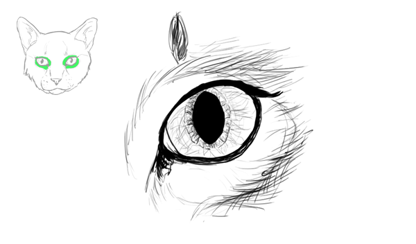 600x352 How To Draw Animals Cats And Their Anatomy - Simple Cat Sketch