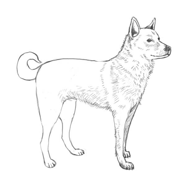 600x600 Simple Dog Outline How To Draw Dog - Simple Dog Sketch