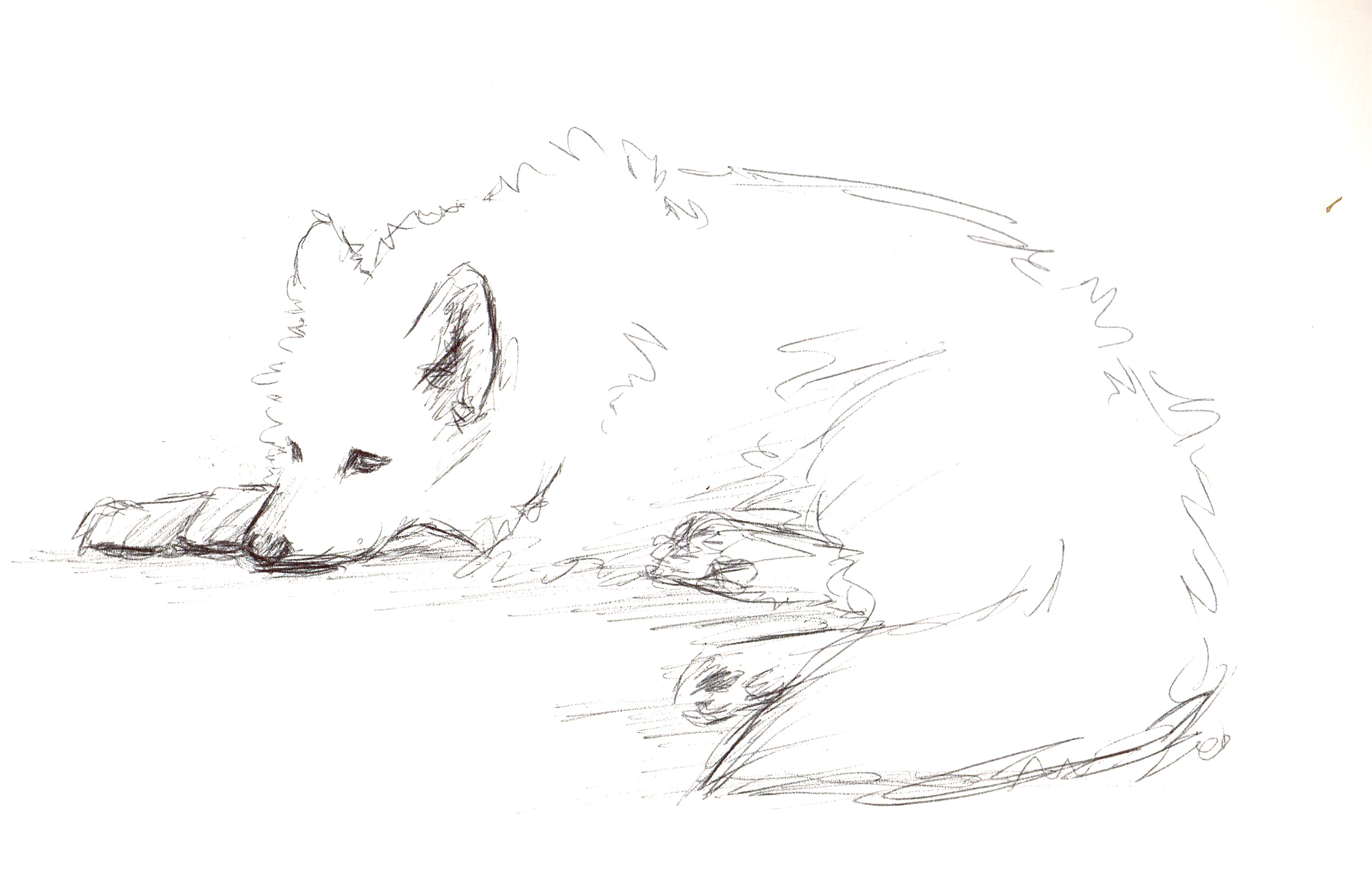 3035x1941 Dog Sketch Bix707 - Simple Dog Sketch