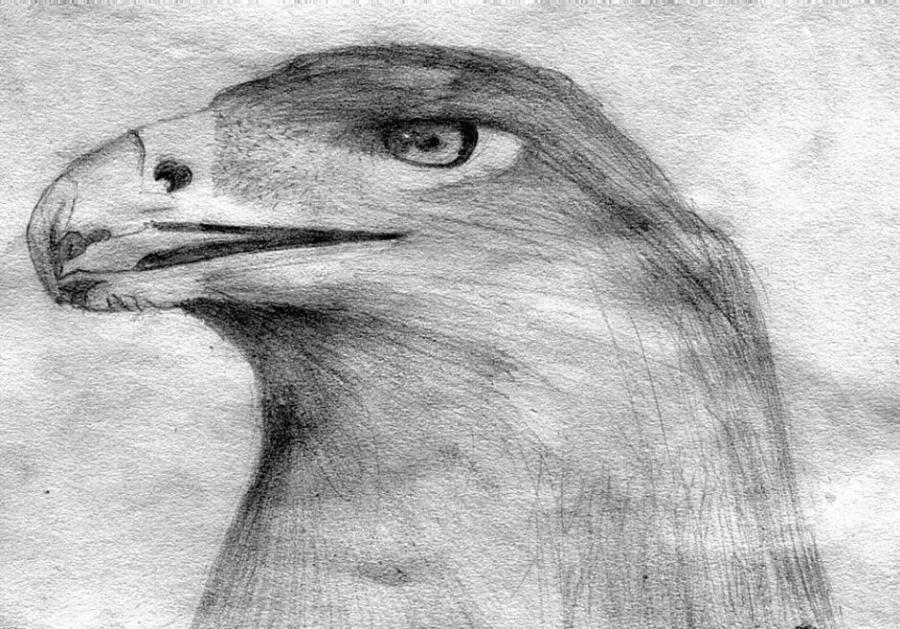 900x629 Eagle Drawing. Nature. Drawings. Pictures. Drawings Ideas For Kids - Simple Eagle Sketch